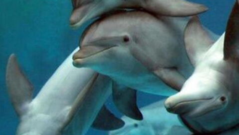 Amazing Facts About Dolphins