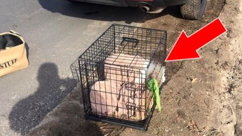 They Found This Poor Animal Abandoned And Locked In A Cage