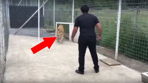 He Saved A Lion Cub's Life... When He Returned Two Years Later She Reacted In A Beautiful Way