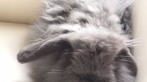 The Cutest Rabbits In The World