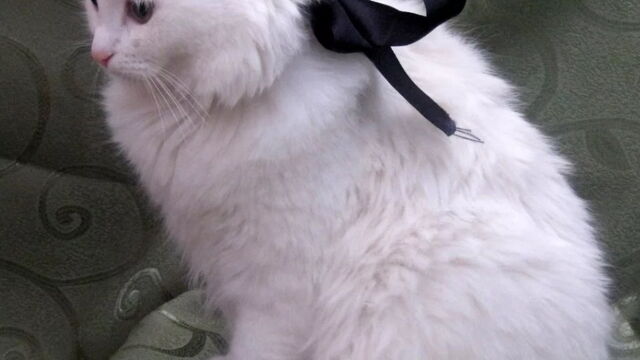Is Your Cat One Of The Most Beautiful Breeds In The World