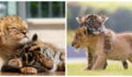 This Baby Tiger And Lion Cub's Friendship Has Melted The Internet's Hearts