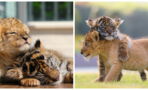 This Baby Tiger And Lion Cub's Friendship Has Melted The Internet's Hearts