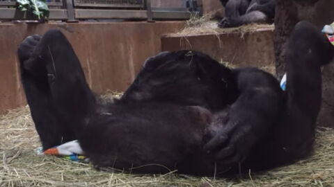 Heartwarming Footage Captures The Beautiful Moment Between A New Born Gorilla And His Mother