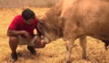 This bull's reaction to freedom will melt your heart