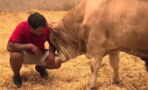 This bull's reaction to freedom will melt your heart