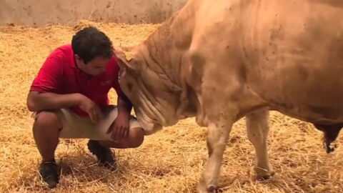 This bull's reaction to freedom will melt your heart