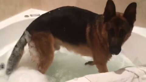 This Dog's Reaction To Taking A Bath Is Absolutely Adorable