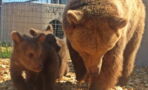After Years In Captivity, These Two Bears And Their Cubs Go Outside For The First Time