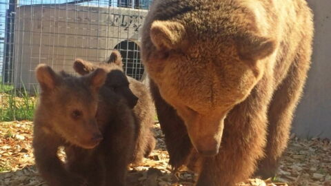 After Years In Captivity, These Two Bears And Their Cubs Go Outside For The First Time