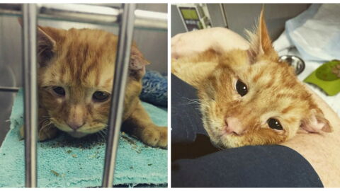 A Horrible Accident Left This Cat With A Crushed Back But His Story Wasn't Over