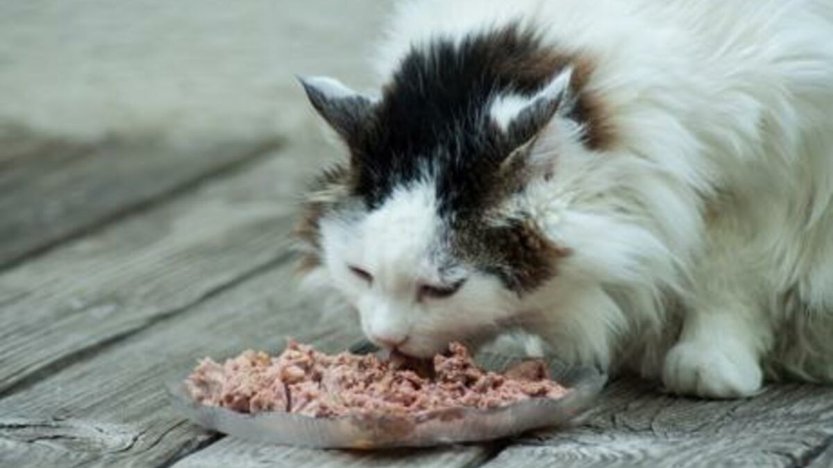 This Is How To Introduce Bi-nutrition Into Your Cat’s Diet