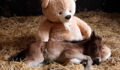 This Adorable Abandoned Foal Will Never Leave His Teddy Bear's Side