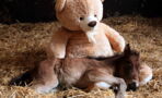 This Adorable Abandoned Foal Will Never Leave His Teddy Bear's Side
