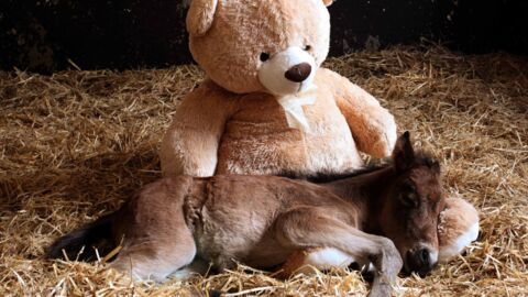 This Adorable Abandoned Foal Will Never Leave His Teddy Bear's Side