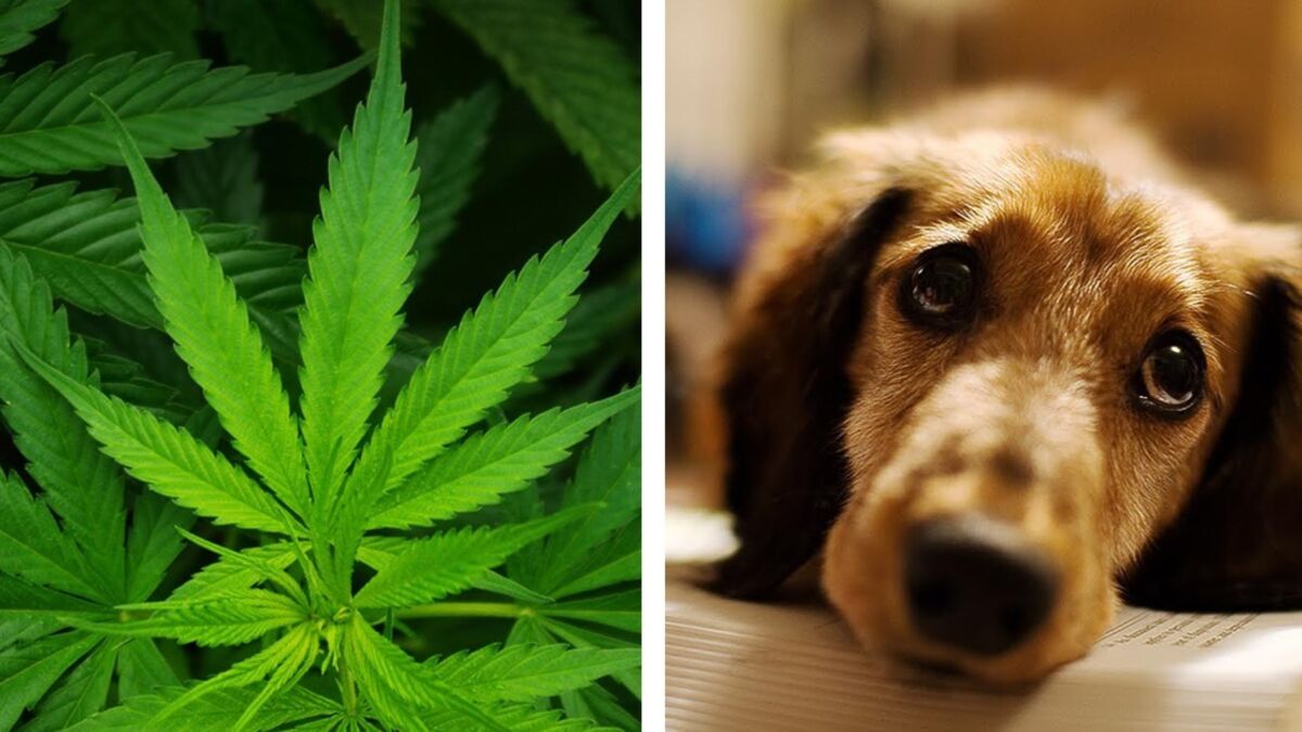 Vets Are Concerned That People Are Getting Their Dogs High   Cannabis For Pets 