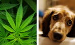 Vets are concerned that people are getting their dogs high