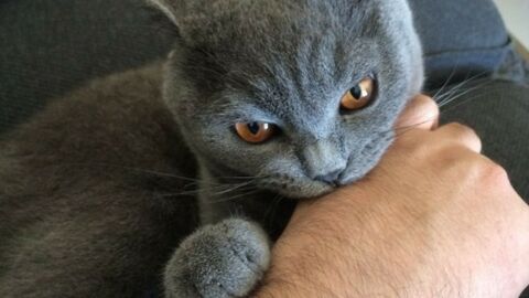 10 Situations That Only Cat Owners Can Fully Understand