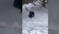 Watch This Dog Save A Cat That Was Freezing In The Snow