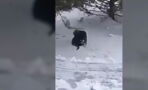 Watch This Dog Save A Cat That Was Freezing In The Snow