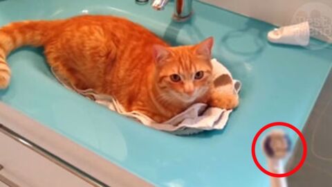 This Cat Sits And Waits All Day For His Favorite Toy. His Reaction Is Priceless.