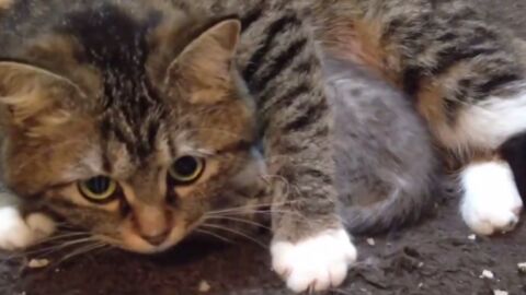She Thinks Her Kitten's In Danger, So This Cat Reacts In The Fiercest Way