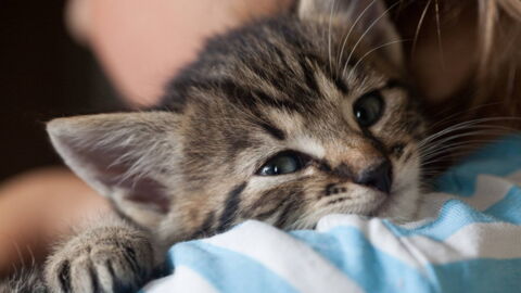 If You Love Cats, This Could Be Your Dream Job...