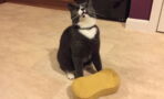 This Funny Little Cat Won’t Stop Bringing Sponges Back To Its Owner