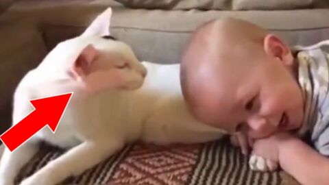 This Cat Has The Most Beautiful Relationship With Her Human Baby Brother