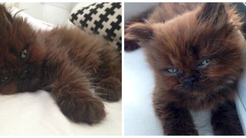 One Year After This Little Kitten Was Adopted, She Looks Totally Unrecognisable