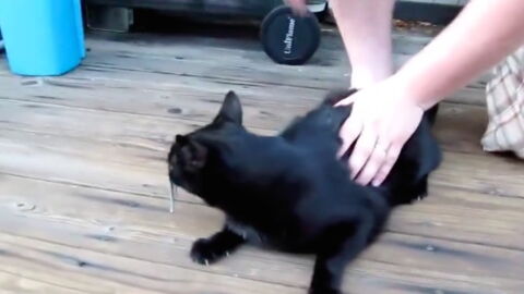 This Man Discovered Something Horrifying Stuck In His Cat's Nose