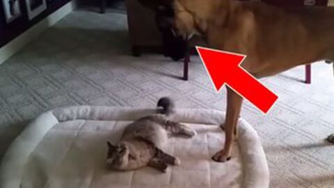 This Cat Steals The Dog's Bed - And She Never Expected Him To React Like This