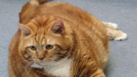 The Internet Is Losing It Over This Sweet Cat Who Loves To Run