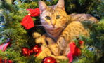 This Is The Real Reason Your Cat Insists On Destroying Your Christmas Tree