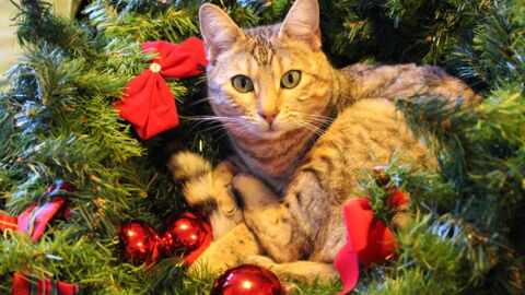 This Is The Real Reason Your Cat Insists On Destroying Your Christmas Tree