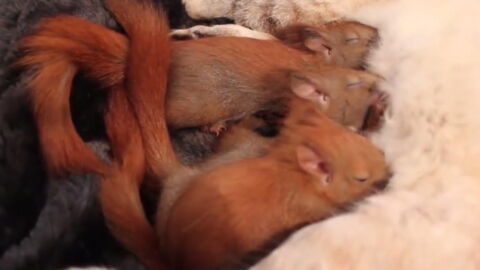 After They Were Orphaned, These Tiny Red Squirrels Found An Unexpected Adoptive Mum