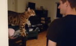 This adorable cat's pleas for attention will leave you in stitches