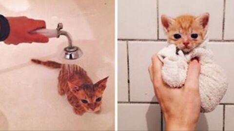 After Being Adopted, The Lives Of These Adorable Kittens Changed Forever