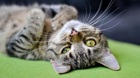 The Reason Why Your Cat Doesn't Respond When You Talk To It