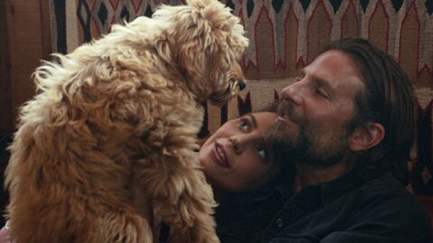 Bradley Cooper Will Soon Be Receiving An Award From PETA For A Very Special Reason