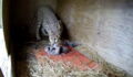 Remarkable Footage: This Beautiful Cheetah Gives Birth to Her First Litter