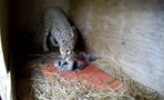 Remarkable Footage: This Beautiful Cheetah Gives Birth to Her First Litter