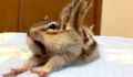 This Chipmunk's Reaction To His New Bed Is Everything