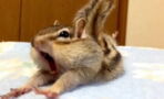 This Chipmunk's Reaction To His New Bed Is Everything