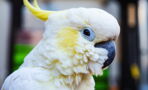 This Chatty Cockatoo Managed To Stop A Shameless Criminal