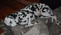 This Dalmatian Gave Birth To A Record-Breaking Number Of Puppies