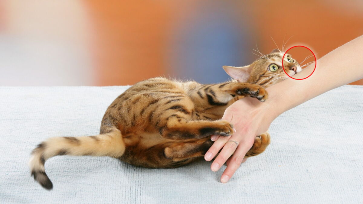 This Is What You Need To Know About Cat Scratch Disease