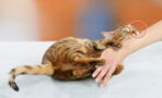 This Is What You Need To Know About Cat Scratch Disease