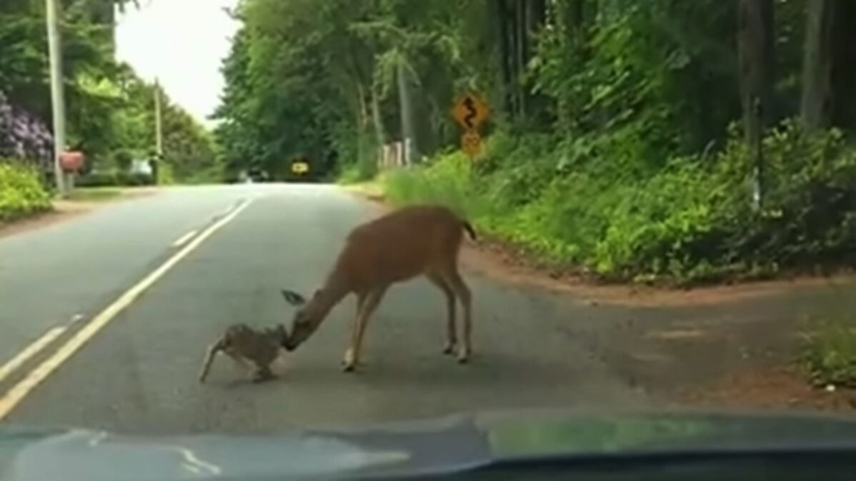 This Terrified Deer Was Caught In The Headlights... Until Her Mother