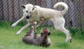 Zookeepers decided to put dogs in the cheetah enclosure and their reactions were incredible